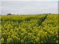 Oilseed rape, Forton