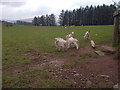 Lambs with Rain Macs