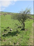 SY9876 : Stunted hawthorn tree beside a small rivulet above Seacombe Cliff by Dr Duncan Pepper