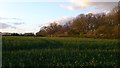 Evening light on Oil Seed Rape in Gatherley