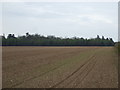 Farmland towards Cottagers Dale Wood