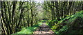 Track in Okenbury Plantation, on the path to Ringmore