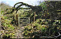 Storm damage, Okenbury Plantation