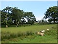 Sheep, Curradrolan Hill