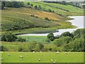 Grazing sheep, Lough Ash