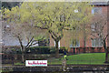 Willow beside the Nith, Dumfries