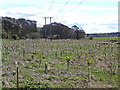 Tree planting at Beechburn Farm