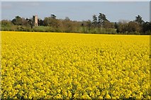 SO8845 : Oil seed rape and Croome church by Philip Halling