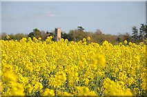 SO8845 : Oil seed rape blossom  by Philip Halling