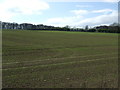 Crop field off the A18