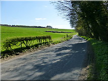 SU6145 : Looking south on the B3046 by Nutley Wood by Shazz