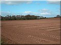 Potato planting near Kidderminster (3)