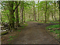 Path through Hatchford Wood