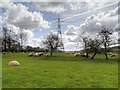 Sheep Grazing near the M6