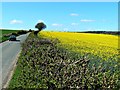 Oilseed rape, minor road and Renault Clio, near Timbridge Farm, Wiltshire