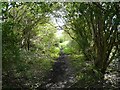 A path through the trees