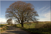 NO2634 : Fine oak tree at Little Ballo by Mike Pennington