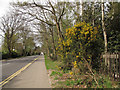 Gorse by the roadside