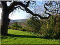 Morning at the Wyastone Estate, near Ganarew