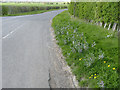 Flowering plants on the roadside