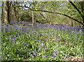 Park Copse bluebells