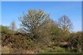 SO7939 : Pear tree, Castlemorton Common by Bob Embleton