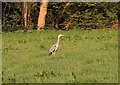 SO7740 : Heron close to Mayall's Coppice, Upper Welland by Bob Embleton