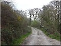 SX4986 : Track into Lydford Forest by David Smith