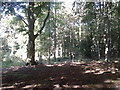 Trees at Brandon Country Park