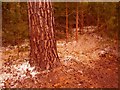 Fake snow sprayed ground & trees, Bracknell Forest