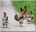 Chickens on the footpath