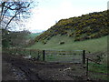 Gorse on a hill