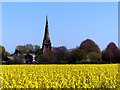 SD3501 : Sefton Church with field of rapeseed (Brassica Napus) by Norman Caesar