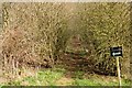 Footpath through the wood