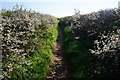 Path to Galmpton