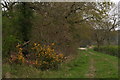 Gorse next to Croppersgorse Plantation