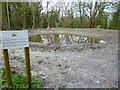 Buriton Chalk Pits pond