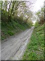 Byway between Cocking and South Downs Way