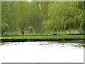 TM4190 : Beccles Pool Riverbank by Geographer