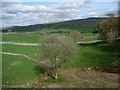 Sheep fields, south of Bullgill