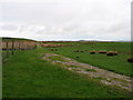 A track on Dean Moor