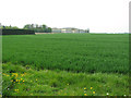 Wheat crop by Hyde Hall