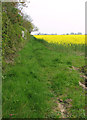 Field boundary hedge by the Old Rectory