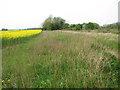 Oilseed rape crop by Honeypot Wood