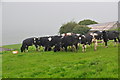 Mid Devon : Grassy Field & Cattle Grazing