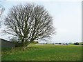 Tree on the edge of a National Trust wild flower meadow