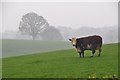 Mid Devon : Grassy Field & Cow