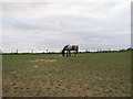 Horse in pasture, Bures St. Mary