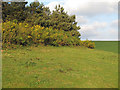 Gorse on edge of woodland, Bures St. Mary