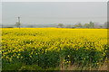 Oilseed rape field near Southam